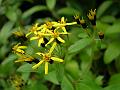 Himalayan Senecio